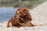 CAVALIER KING CHARLES 177
